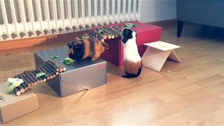 An Obstacle Course for Guinea Pigs How to keep life interesting for Guinea Pigs [upl. by Naves]