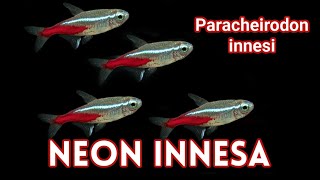 NEON INNESA  Paracheirodon innesi  Ładna i Łagodna Rybka Akwariowa [upl. by Anahc655]