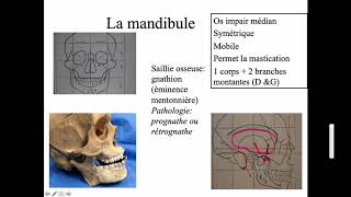 Os mandibulaire [upl. by Nomrah712]