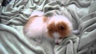 14 week old Pomeranian puppy [upl. by Dleifxam763]