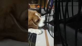 beagle beaglebreed bollywood funny beagleclub beagledog dog pets beagleslover dogbreed [upl. by Amelina]