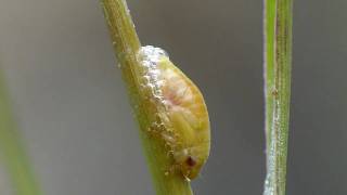 Froghopper nymph creating quotCuckoo spitquot [upl. by Artur675]