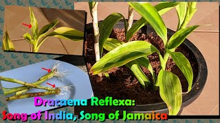 How to Propagate Dracaena Reflexa Song of India Song of Jamaica Pleomele English [upl. by Debbra]