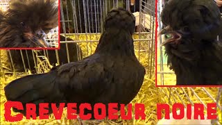 Poule de Crèvecœur Noire  Gallus gallus domesticus Linnaeus 1758  Salon de lAgriculture 2015 [upl. by Damarra]