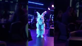 Dancing rabbits on disco club short rabbit disco short funny [upl. by Baiel698]