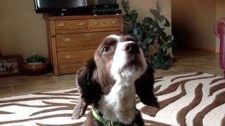 Springer Spaniel Howling [upl. by Rexer]