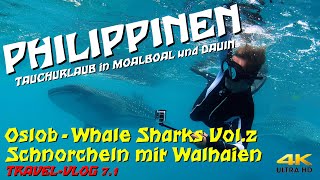 Tauchen PHILIPPINEN  Oslob Whale Sharks Vol2 quotSchnorcheln mit Walhaienquot 4K Oslob [upl. by Erdei]