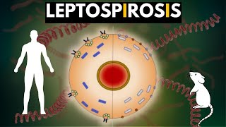 Leptospirosis Causes Signs and Symptoms Diagnosis and Treatment [upl. by Knipe37]