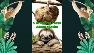 5 Amazing Sloth Facts You Didnt Know  Sloth Facts for Kids [upl. by Erich367]