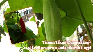 Timun Tikus Zehneria sp sikecil penurun kadar darah tinggi [upl. by Elita]