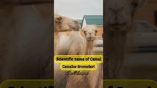 Scientific name of Camel 🐪🐪 ll Camelus dromedari ll One Humped Camel ll Animals husbandry mcq ll [upl. by Sanoy]