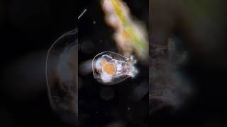 Rotifer feeding [upl. by Eentihw]