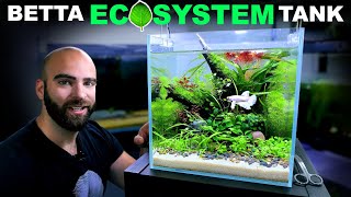 Betta Eco Tank No Water Changes No Filter Low Tech Aquascape Tutorial [upl. by Ralph]