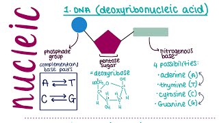 AQA A LEVEL BIOLOGY TOPIC 151  structure of nucleic acids [upl. by Ilyah528]