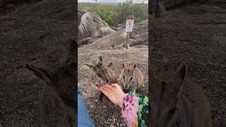 Rock wallabies  Granite Gorge Nature Park Mareeba  far north Qld [upl. by Sitoiyanap]