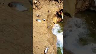 natural fishing videos unbelievable fishing fishing play in the water best fishing in pump pond [upl. by Atisor]