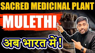 Organised Cultivation of Mulethi in India  UPSC  Geography Current Affairs [upl. by Roch290]