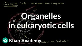 Organelles in eukaryotic cells  The cellular basis of life  High school biology  Khan Academy [upl. by Pratte]