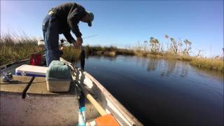 Fishing Homosassa florida Inshore [upl. by Yeleek]