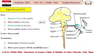 Trigeminal Nerve s [upl. by Luapnoj]