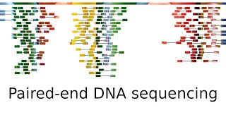 Pairedend sequencing [upl. by Iahcedrom]