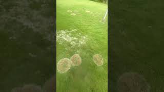 My zoysia lawn is full of fungus again… [upl. by Weiser]