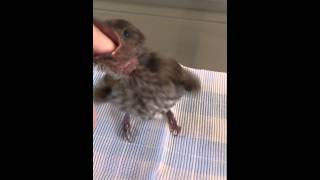 Baby Figbird eats finger [upl. by Etta]