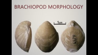 Brachiopoda Morphology [upl. by Libbi256]