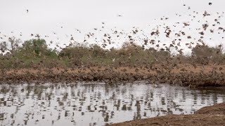 Huge flocks of Red billed Quelea make an impressive sound [upl. by Siravart]