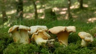 Cantharellus cibarius zizahoria saltsaperretxikoa chantarelle rebozuelo [upl. by Dirk]