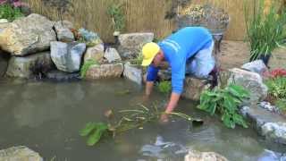 How to build a Fish Pond  Part 21  Pond Plants amp Waterfall  Final [upl. by Sawtelle]