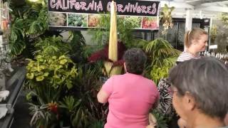 Amorphophallus Titanum corpse flower at California Carnivores [upl. by Ijic]