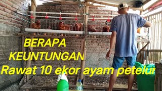 Keuntungan telur dari 10 ekor ayam petelur [upl. by Elnukeda]