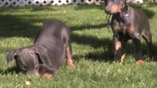 Blue doberman puppies playing blue doberman puppy for sale AKC puppies [upl. by Lluj]