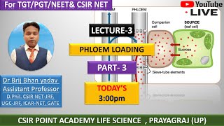 Phloem Loading and Unloading Mechanism  Allocation of Resources  Plant Physiology  CSIRNET JRF [upl. by Ernie270]