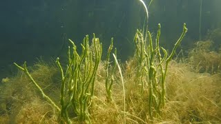 Freshwater Sponges  Can You Keep Them In An Aquarium [upl. by Smailliw]