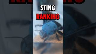 Blue Bee STING Ranking the pain [upl. by Elime254]