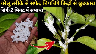 घरेलू तरीके से सफेद चिपचिपे किड़ों से तुरंत छुटकारा पाने का तरीका  Mealy Bugs  Hibiscus  Gudhal [upl. by Eadmund826]