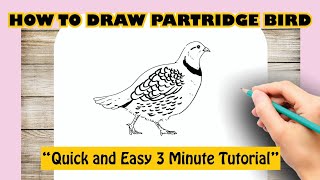 How to draw PARTRIDGE BIRD [upl. by Ramsdell305]