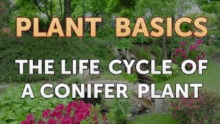 The Life Cycle of a Conifer Plant [upl. by Thadeus509]