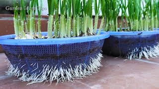 TIMELAPSE How to grow Garlic and Purple Onions on Balcony Gardening Tips at Home  LIVE STREAM [upl. by Nosahc]