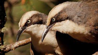 Babblers [upl. by Nonnad536]