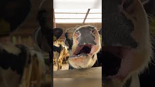 SCREAMING COW 🤣 😂🤣 funny comedy screamingcow scream cowtongue [upl. by Vihs]