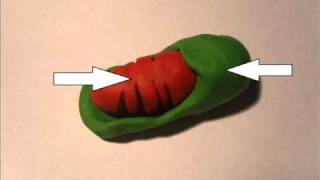 Mitochondria  Organelle within a cell LEGOPlasticine [upl. by Casar]