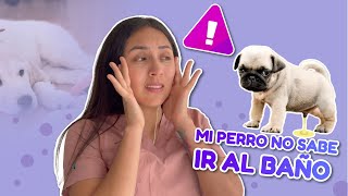 CÓMO ENSEÑARLE A UN PERRO A IR AL BAÑO 100 FÁCIL Y EFECTIVO  TataVeterinaria [upl. by Supmart941]