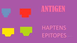 ANTIGEN  HAPTENS  EPITOPES  IMMUNOLOGY [upl. by Geller]