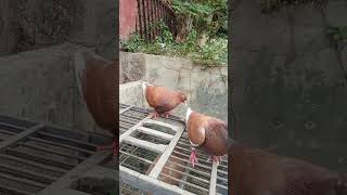 Squad muda projeck 2025 merpatikolong pigeon viralvideo [upl. by Anama395]