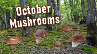 Mushroom Hunting  October 2023  I Found Many Edible Wild Mushrooms  Funghi Porcini  Boletus [upl. by Parfitt]