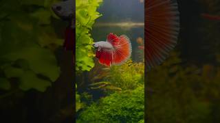 espectacular betta halfmoon [upl. by Eimarrej]