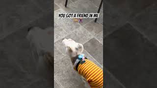 You got a friend in me 🐶🐶🐶 dog morkie funny cute dogshorts shortvideo fypシ゚ [upl. by Anilrac638]